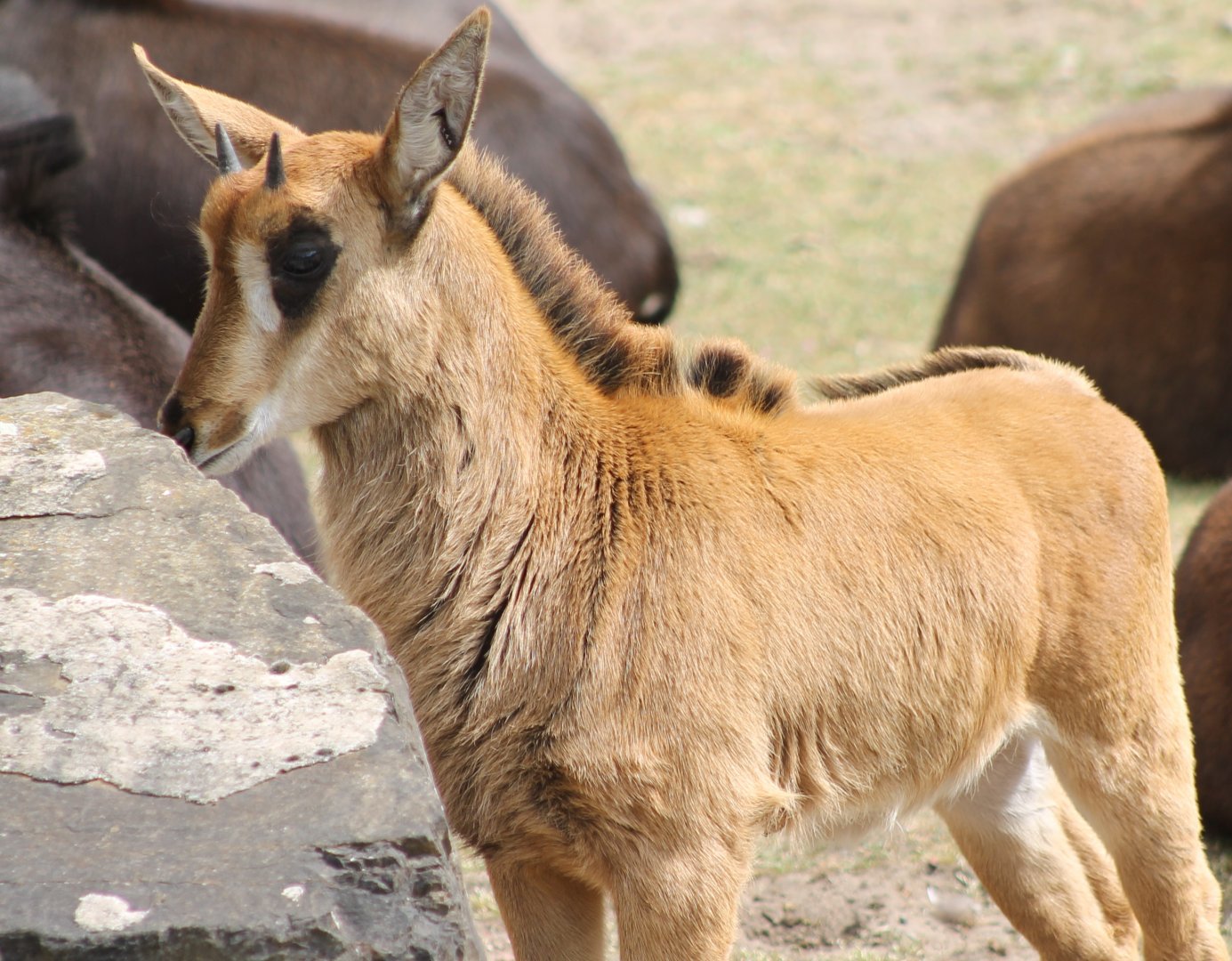 Sable antilope young