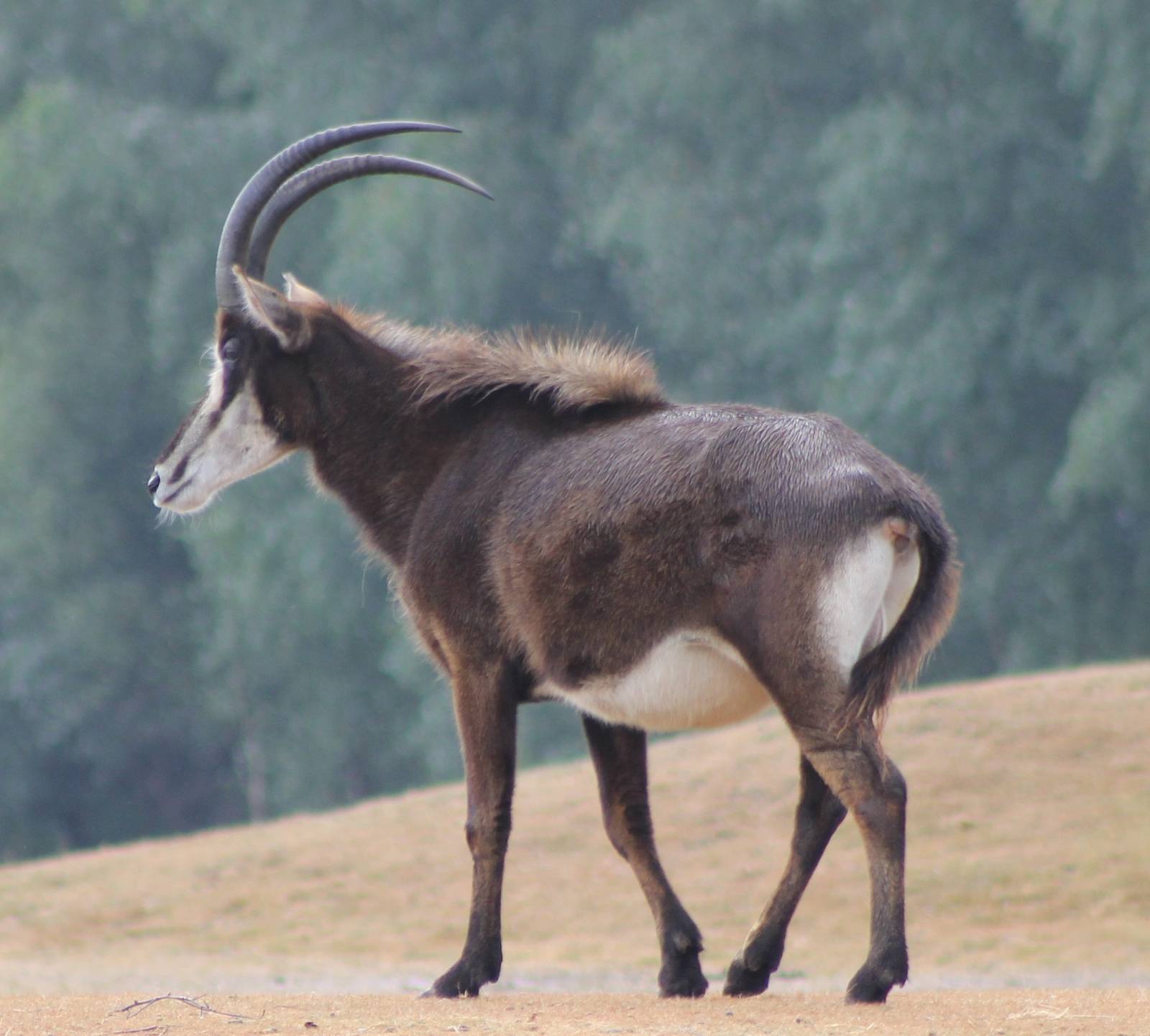 sable antilope