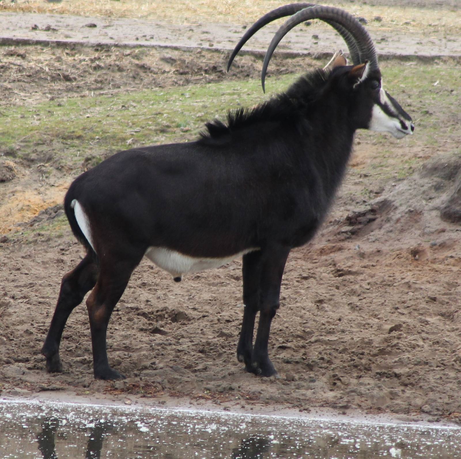 Sable antilope