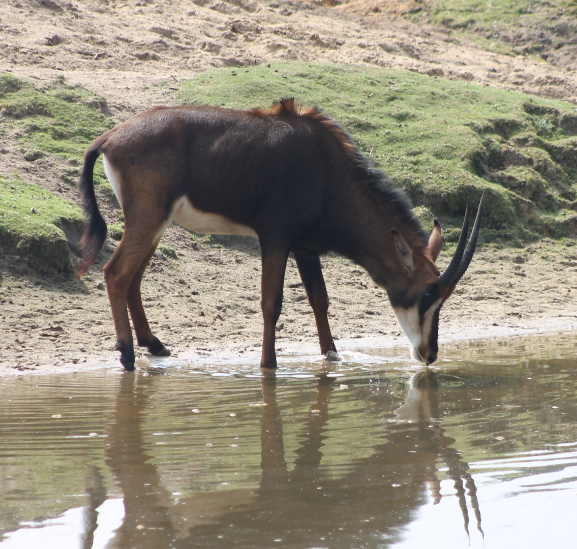 Sable antilope