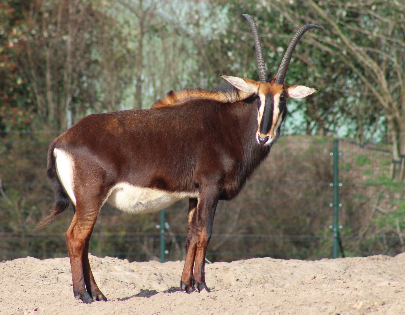 Sable antilope
