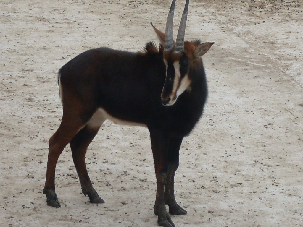 Sable antilope