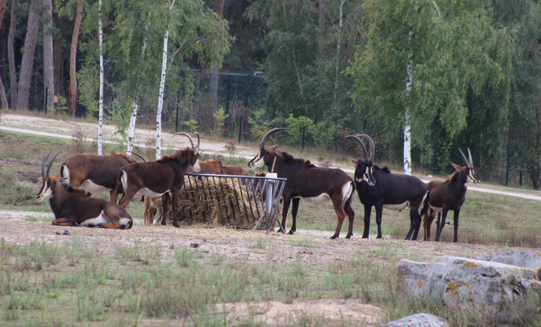 Sable antilopes at the feeding-place