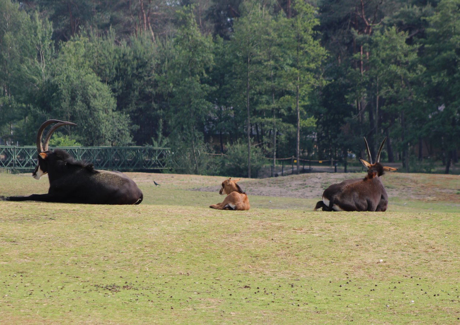 Sable antilopes with calf