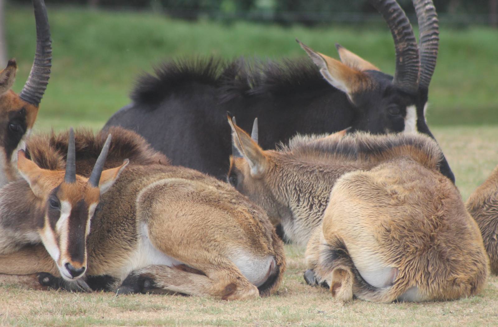 Sable antilopes