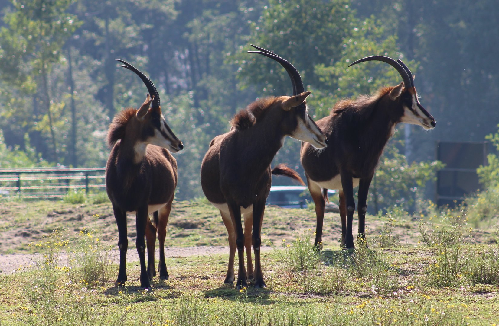 Sable antilopes