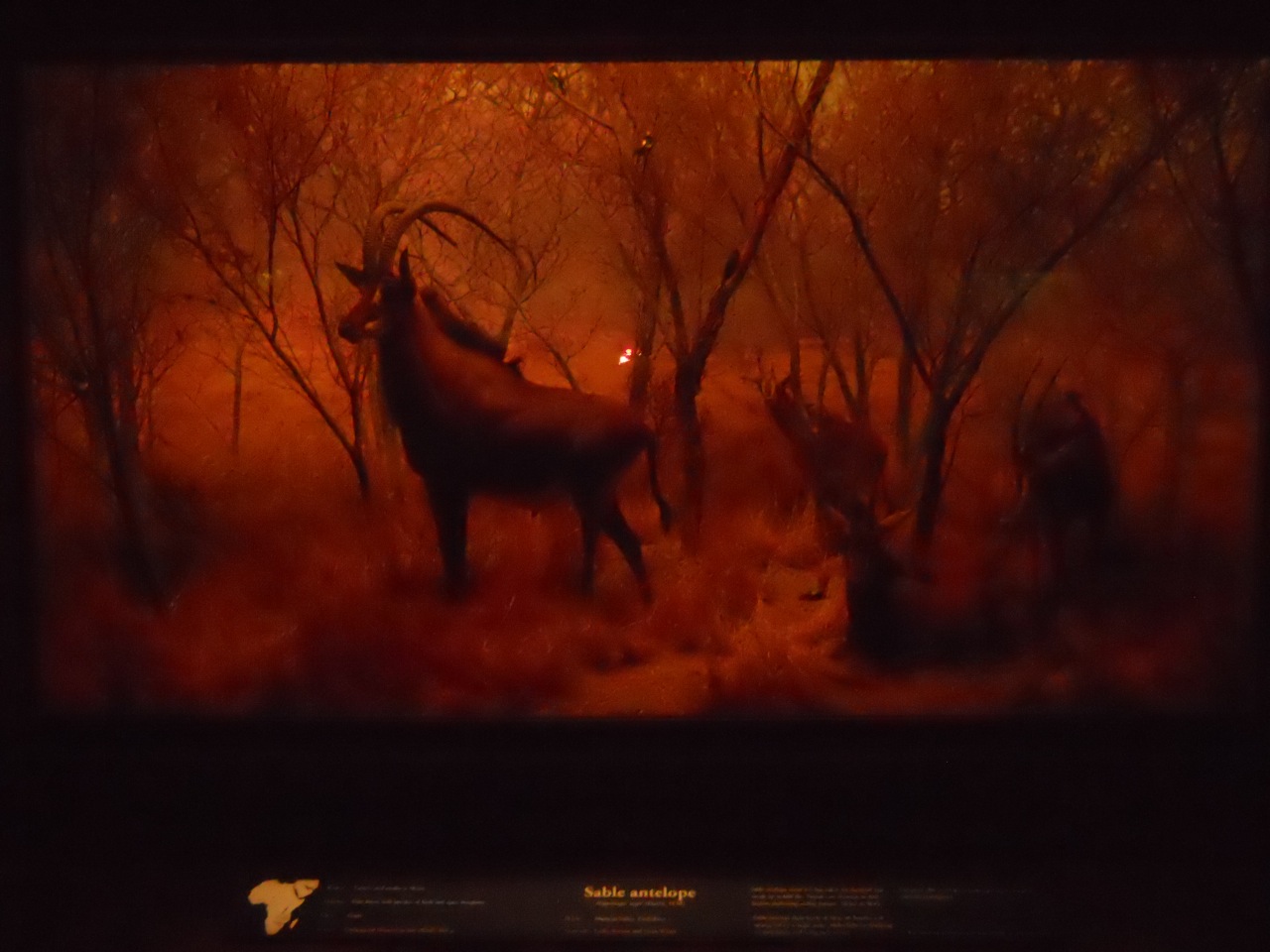 Sable Diorama, African Mammal Hall