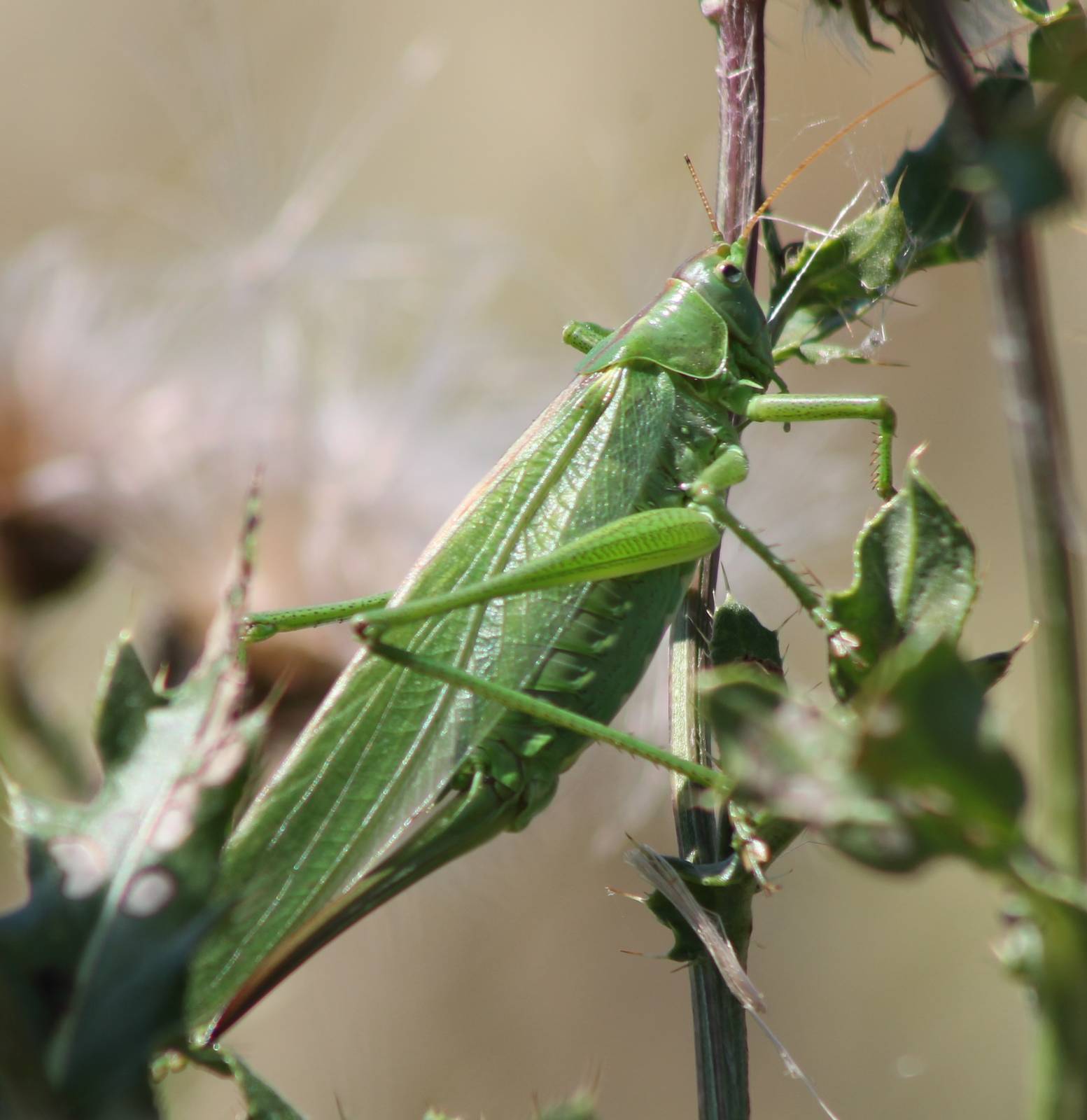Sable grasshopper
