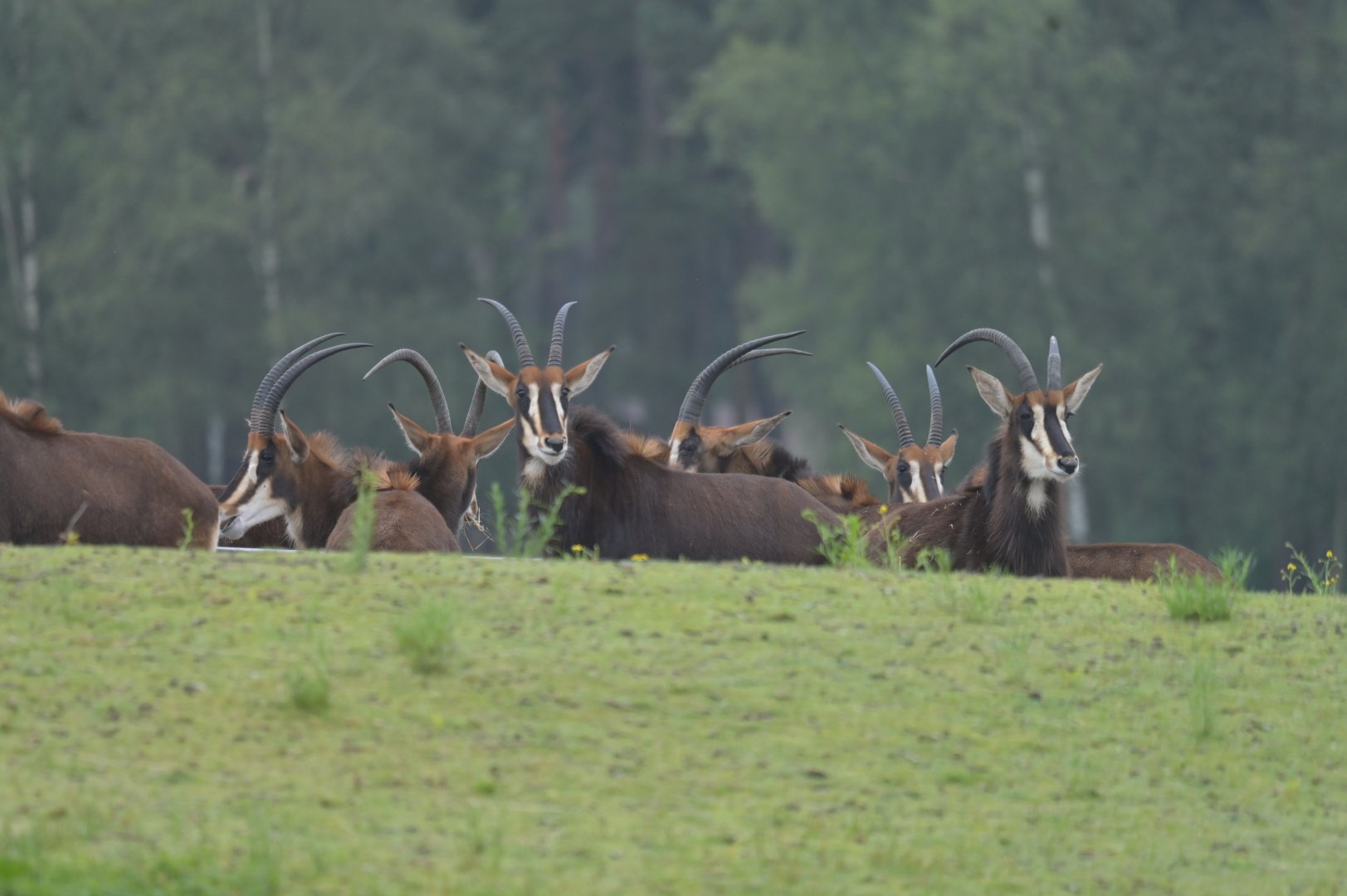 Sable (Hippotragus niger)