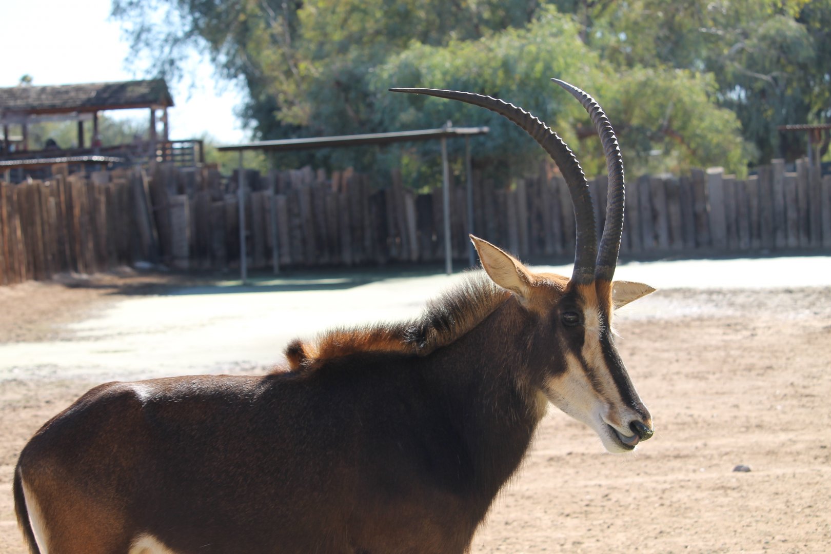 Sable (Hippotragus niger)