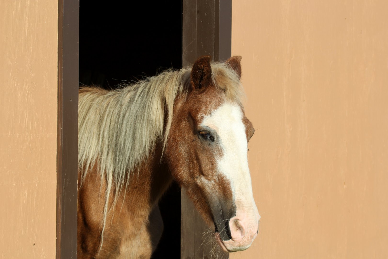 Sable Island horse (Equus ferus caballus) aka Mr. Ed
