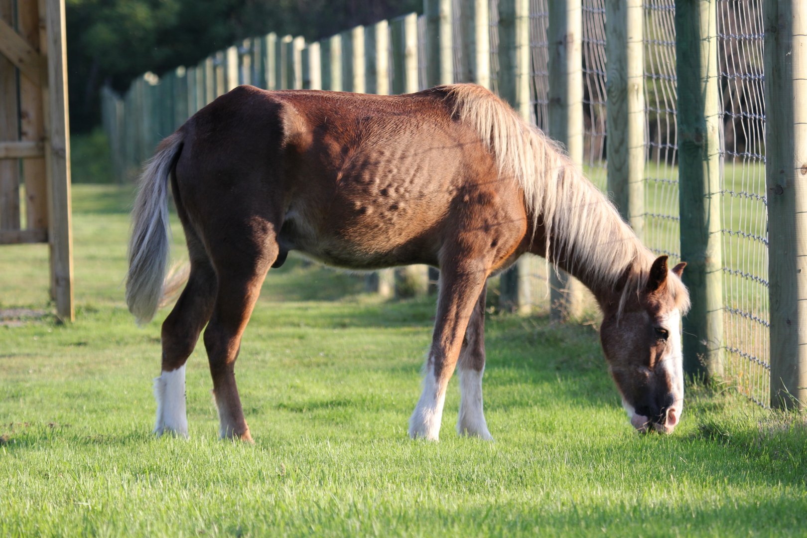 Sable Island horse (Equus ferus caballus)