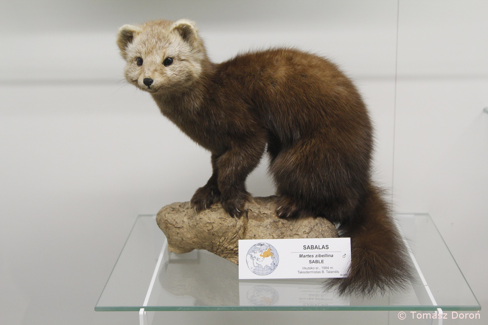 Sable (Martes zibellina), January 2020