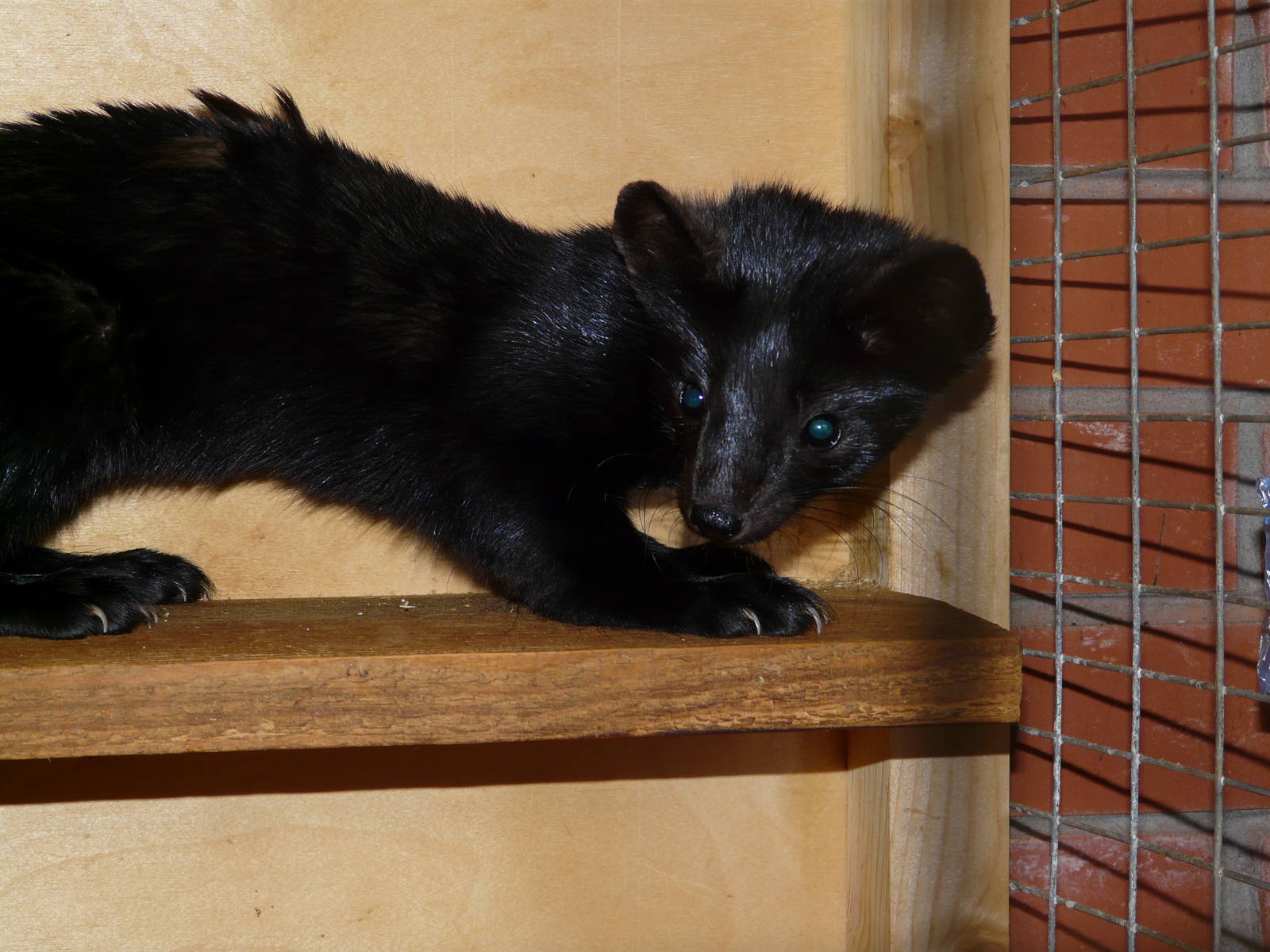 Sable/ Martes zibellina