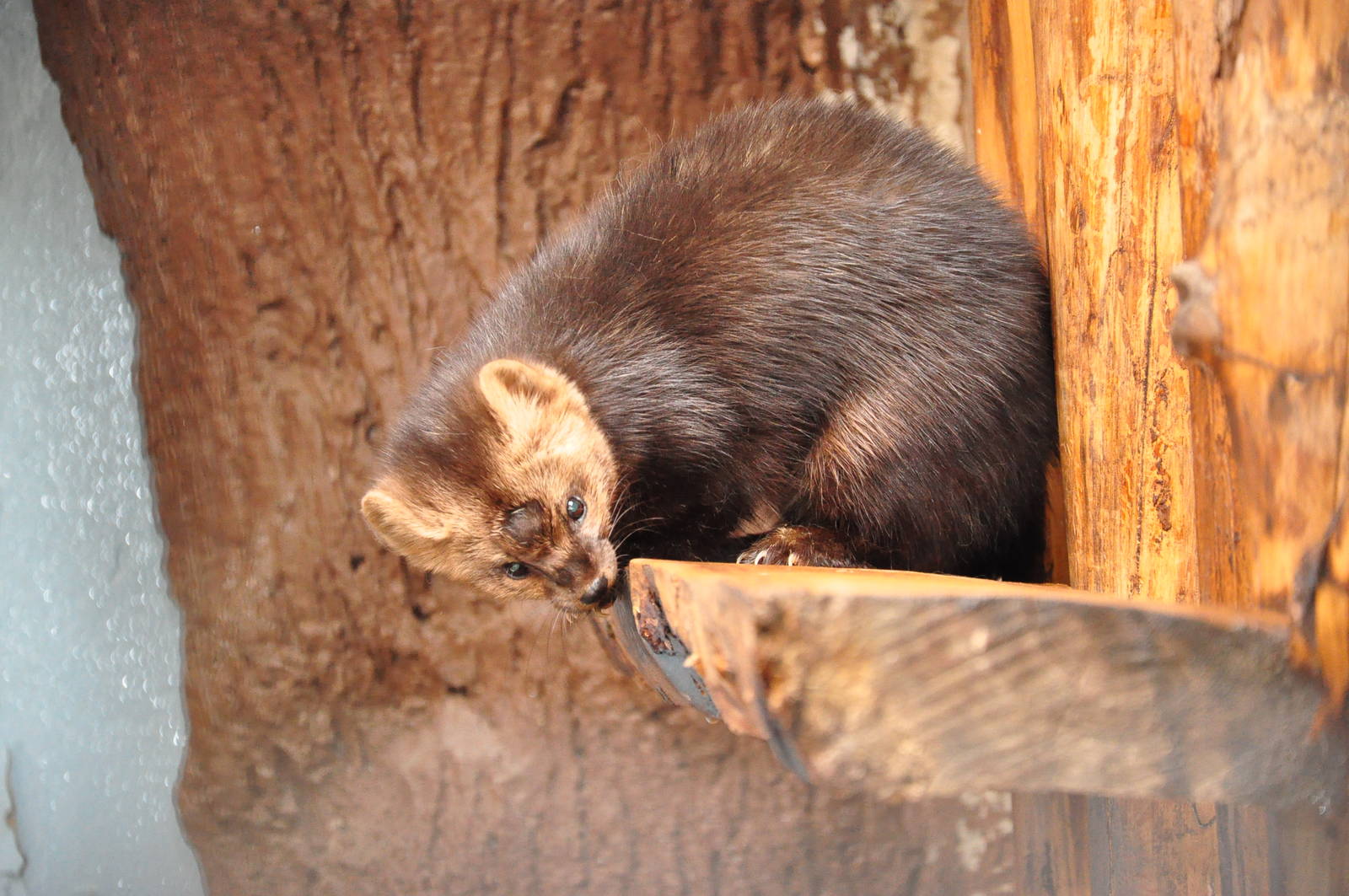 Sable/ Martes zibellina