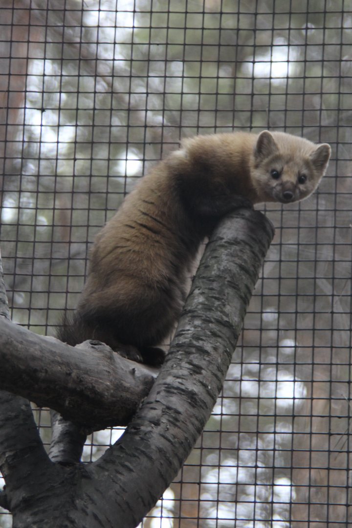 Sable (Martes zibellina)