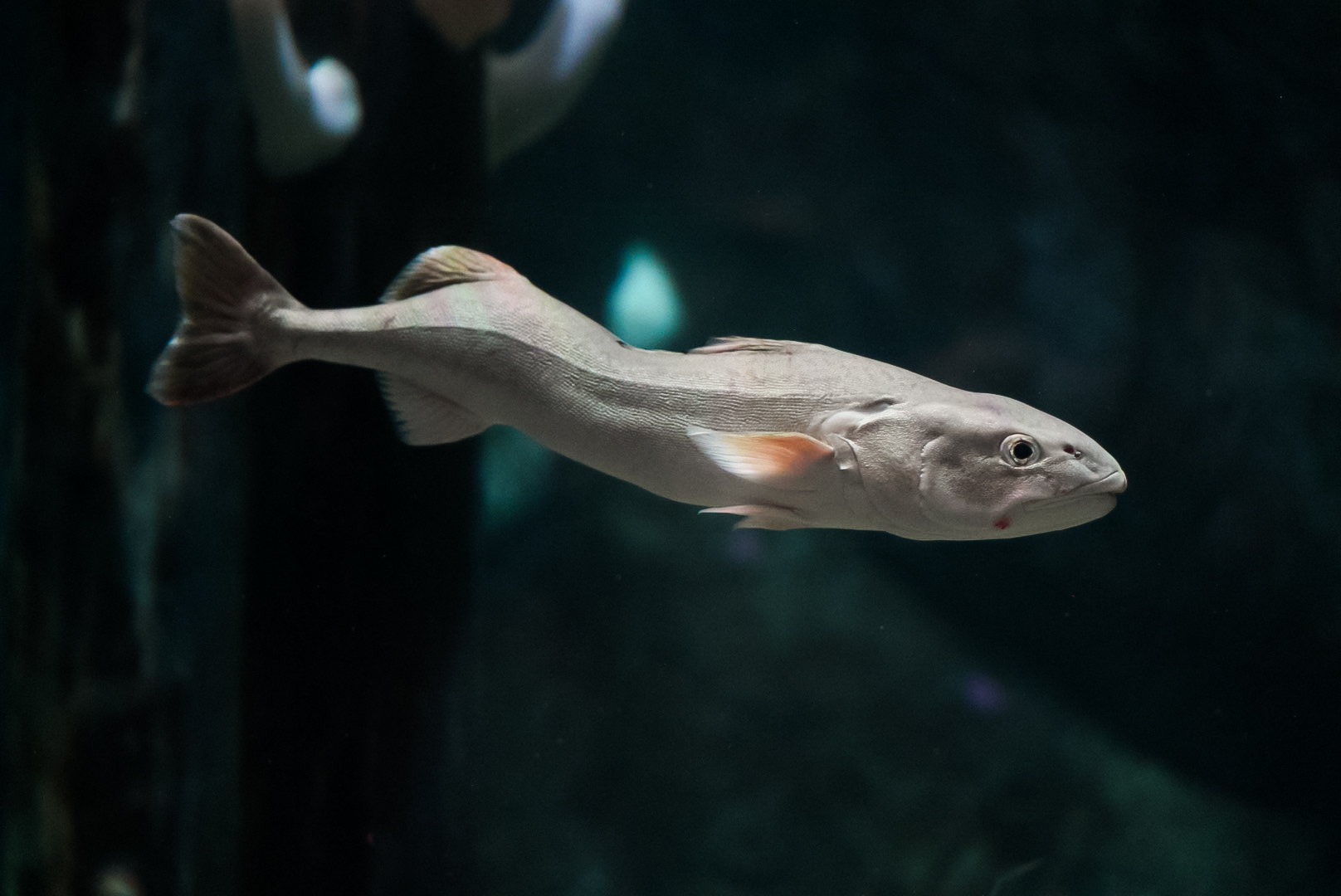 Sablefish (with scoliosis)