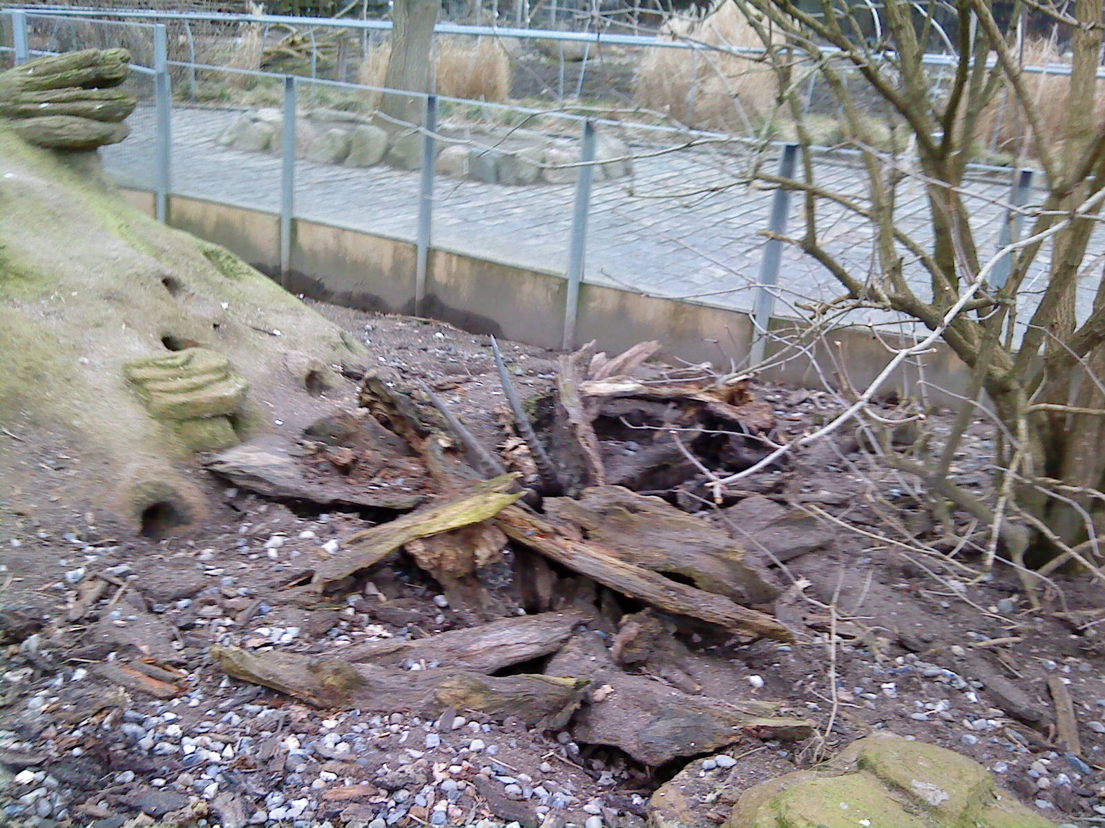 Sabre antelope skull in banded mongoose enclosure