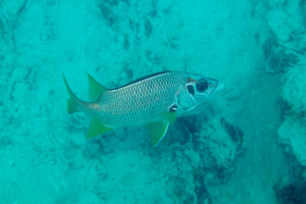 Sabre Squirellfish (Sargocentron spiniferum)