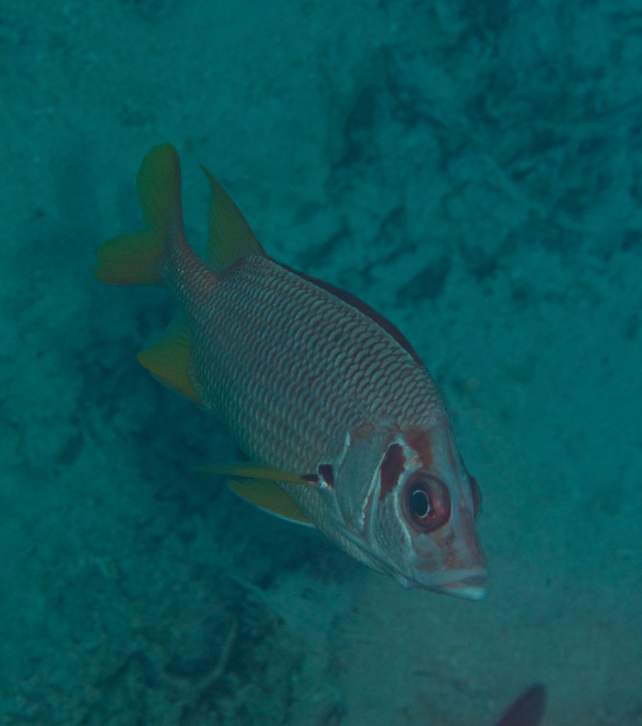 Sabre Squirellfish (Sargocentron spiniferum)