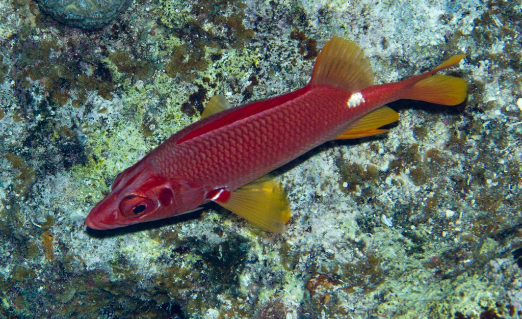 Sabre Squirrelfish (Sargocentrum spiniferum)