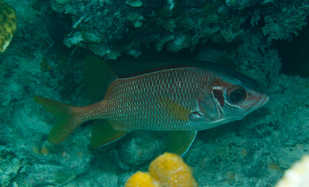 Sabre Squirrelfish (Sargocentrum spiniferus)