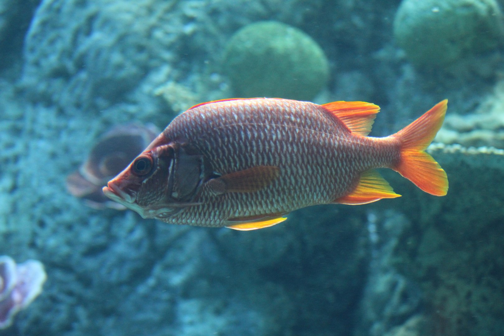 Sabre Squirrelfish