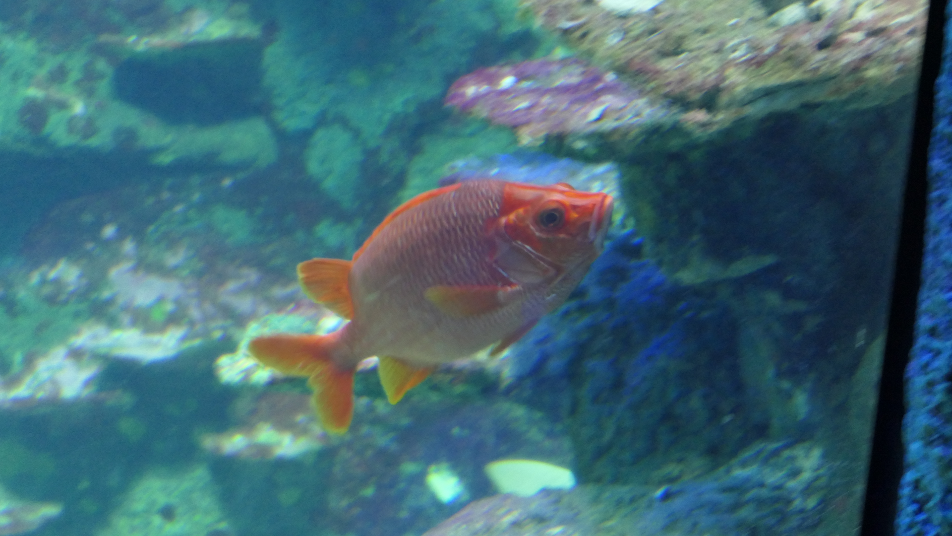 Sabre Squirrelfish