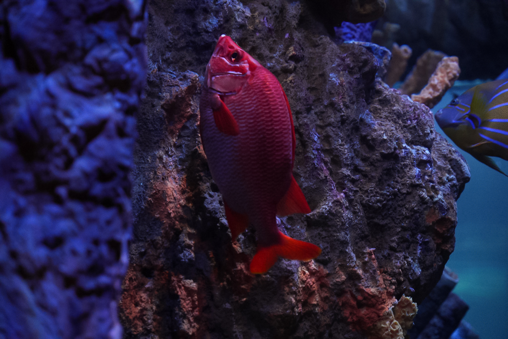 Sabre Squirrelfish
