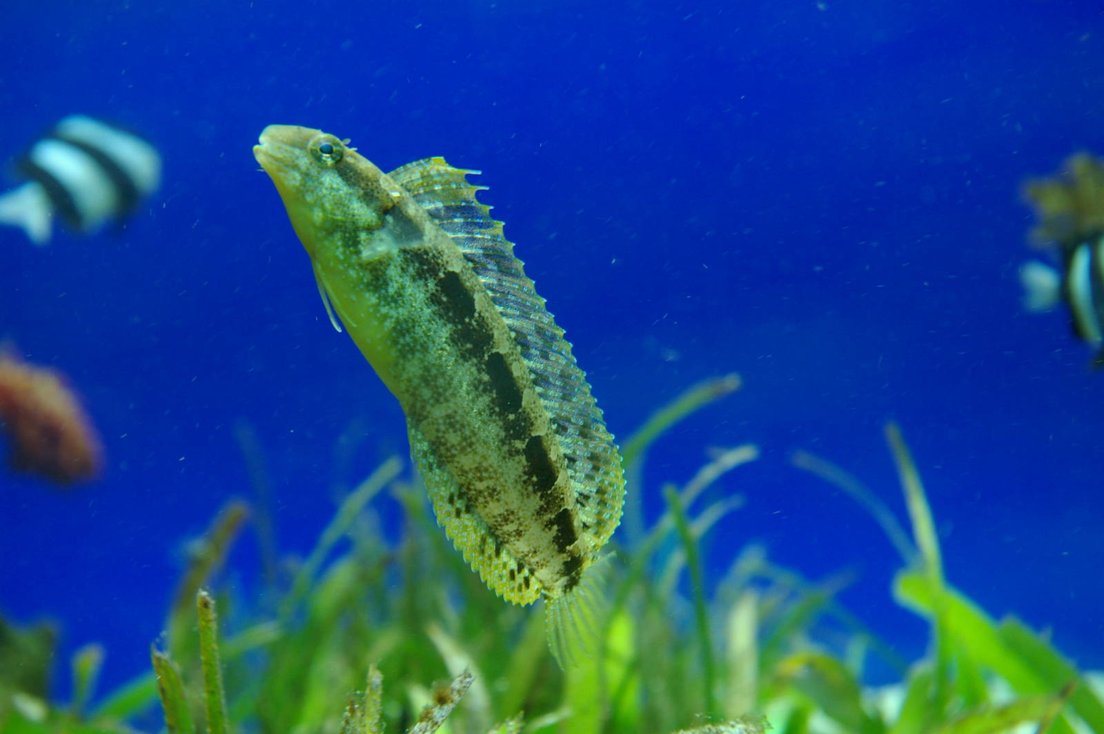 sabre-tooth blenny (Petroscirtes sp.)