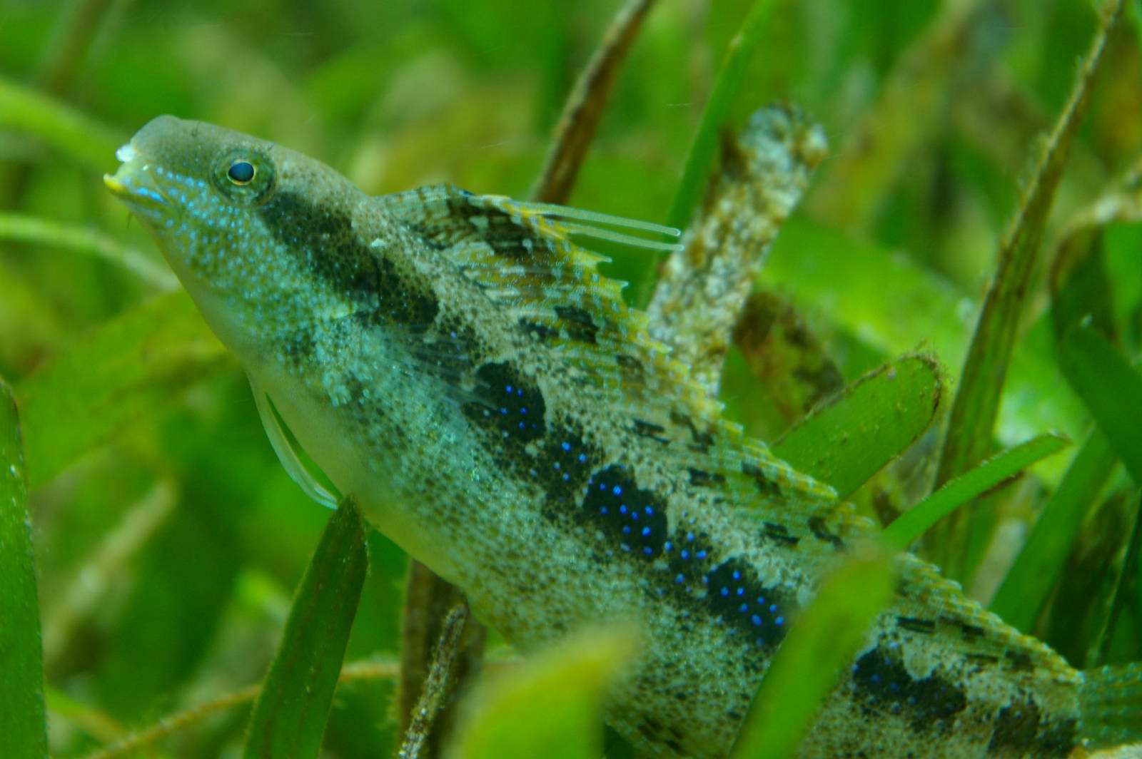 sabre-tooth blenny (Petroscirtes sp.)