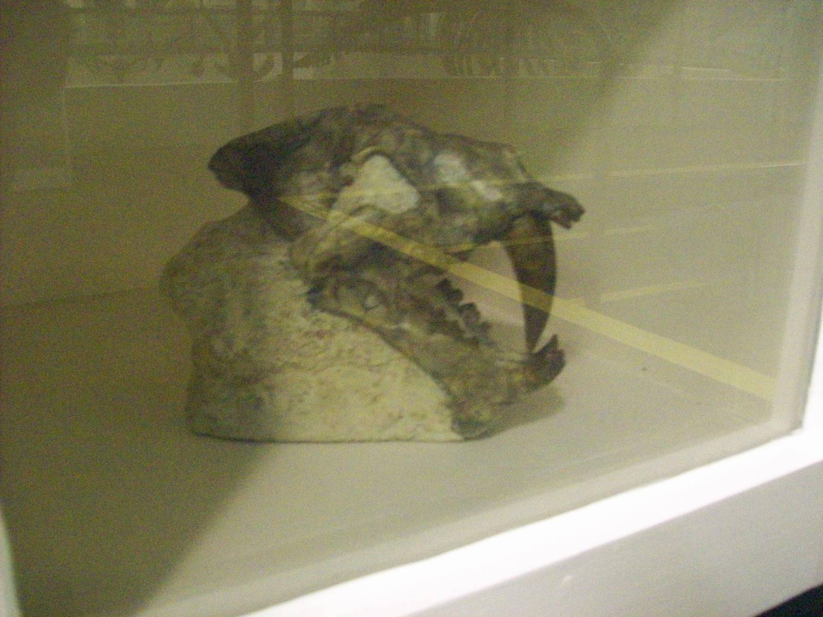 Sabre-toothed cat skull (Aberdeen zoology building)