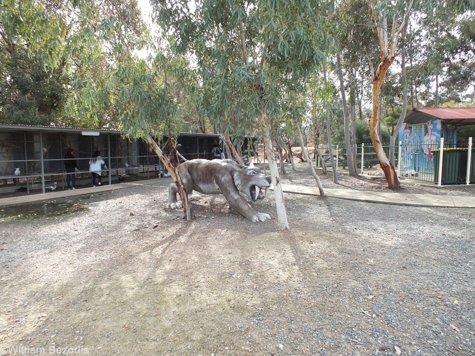 Sabre-toothed Tiger with Parrot Cages Behind - Cohunu Koala Park