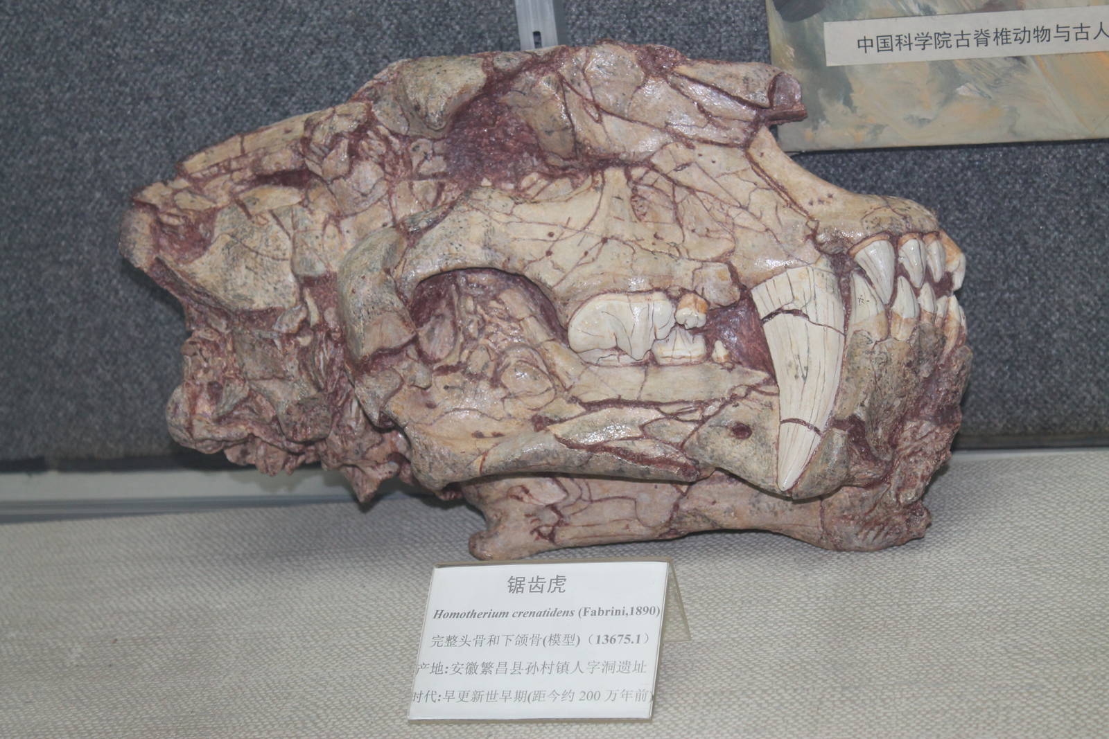 sabretooth cat (Homotherium crenatidens)