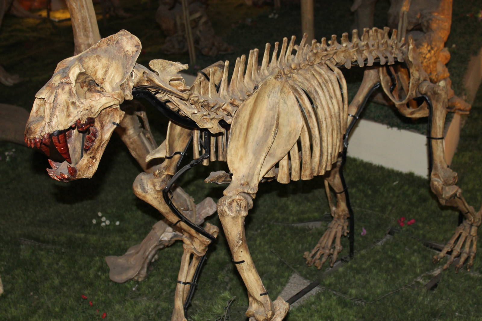 sabretooth cat (Xenosmilus hodsonae)