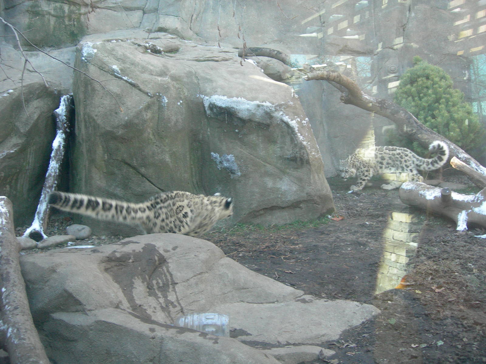 Sabu &amp; Raj doing the stare down