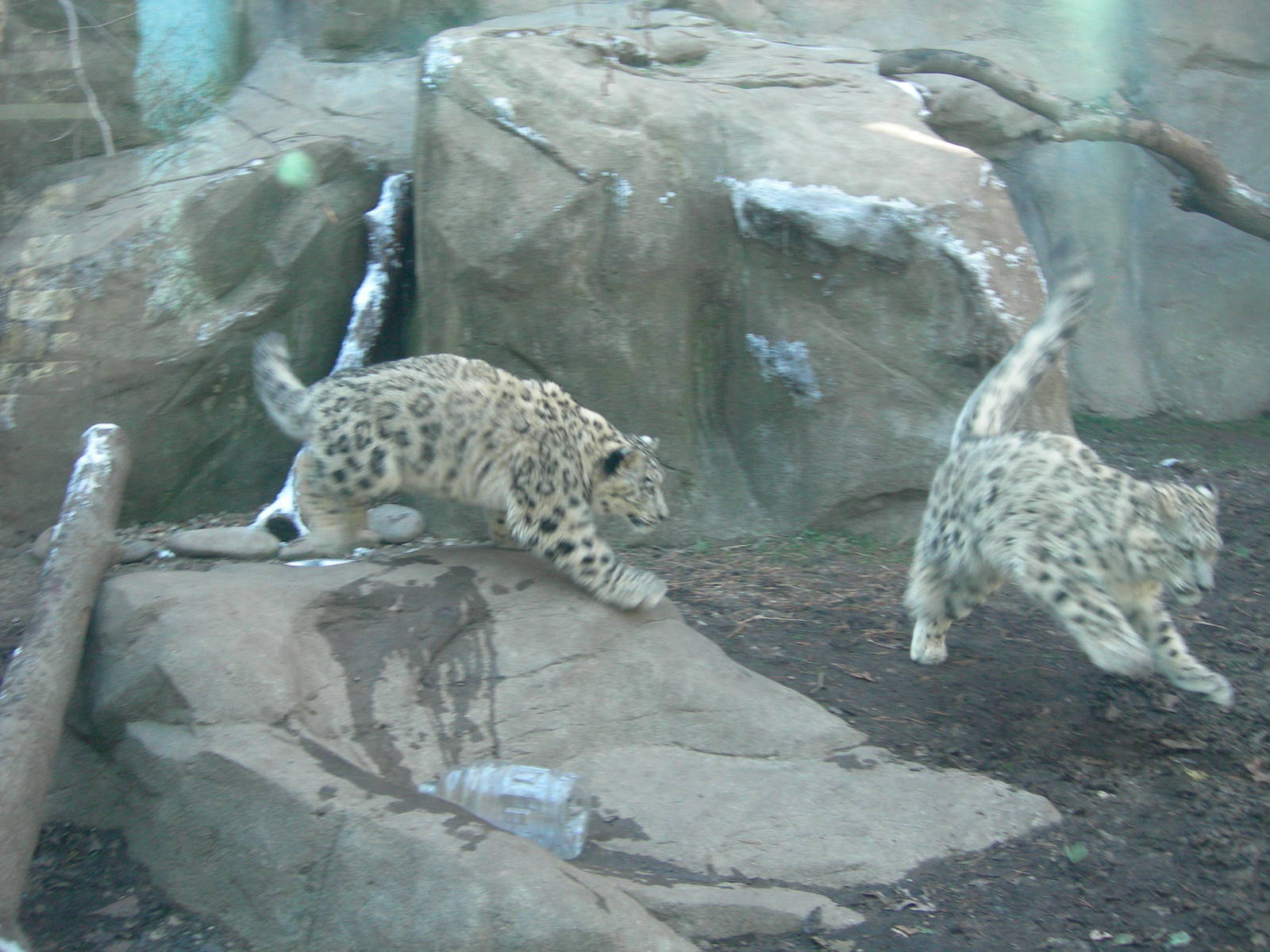 Sabu &amp; Raj playing tag