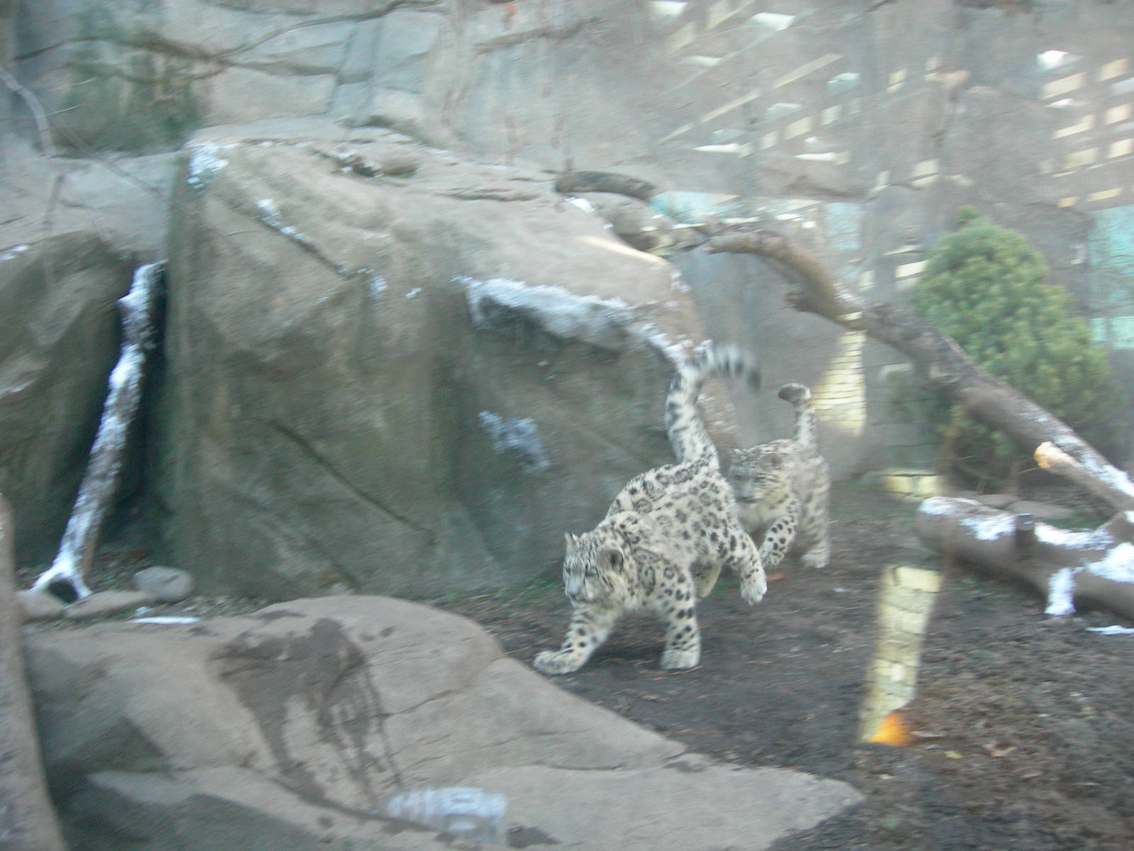 Sabu &amp; Raj playing tag