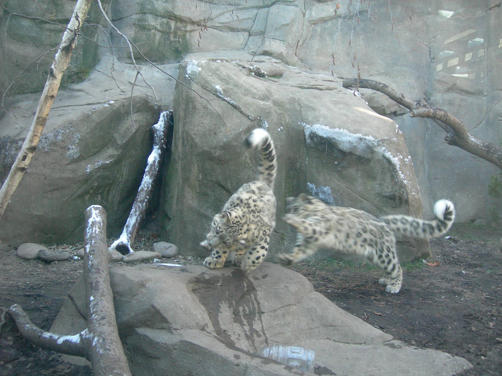 Sabu &amp; Raj playing tag