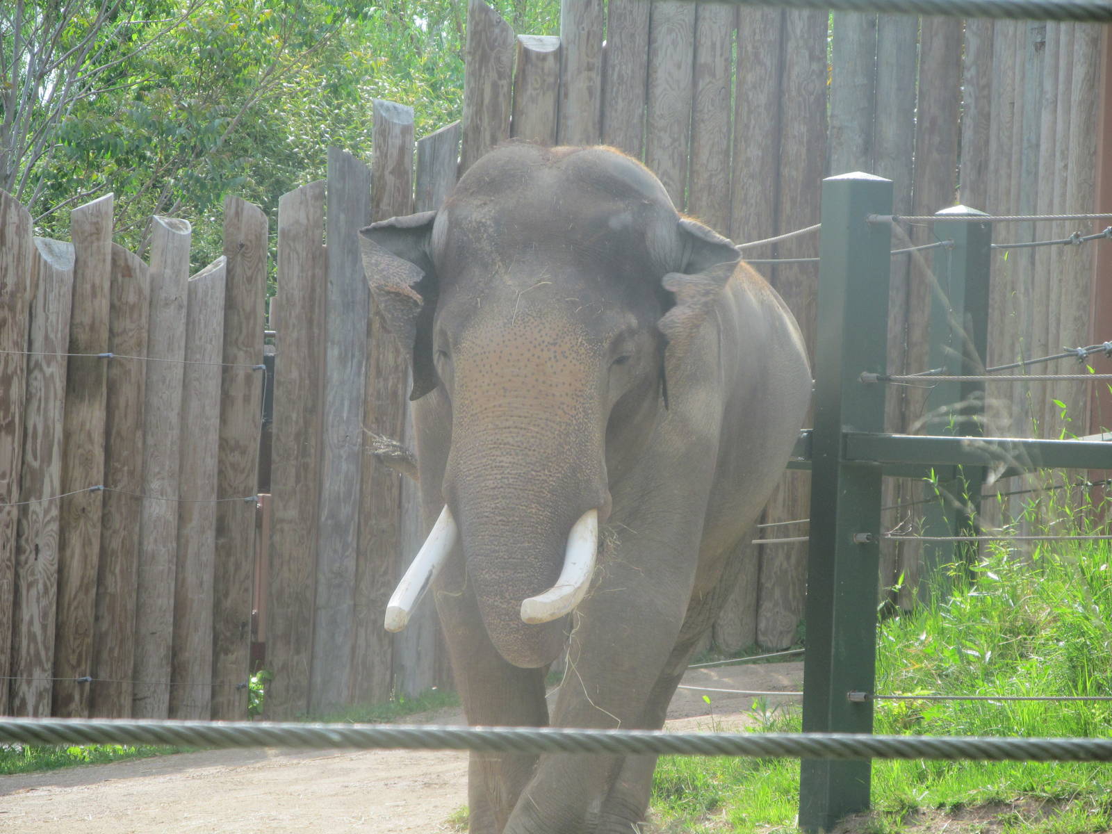 Sabu - Asian Elephant(Male)