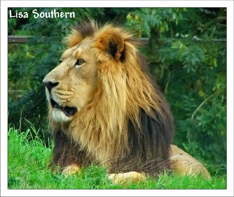 Sabu, Asiatic Lion