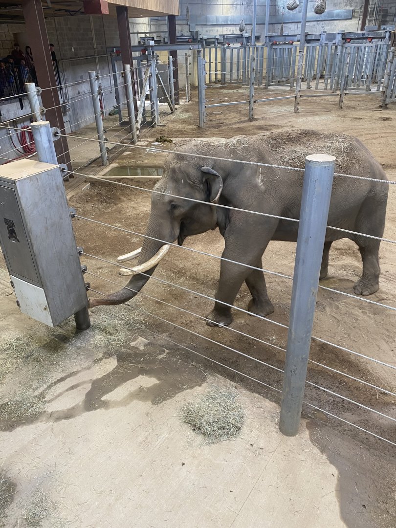 Sabu feeding in Elephant Trek Barn