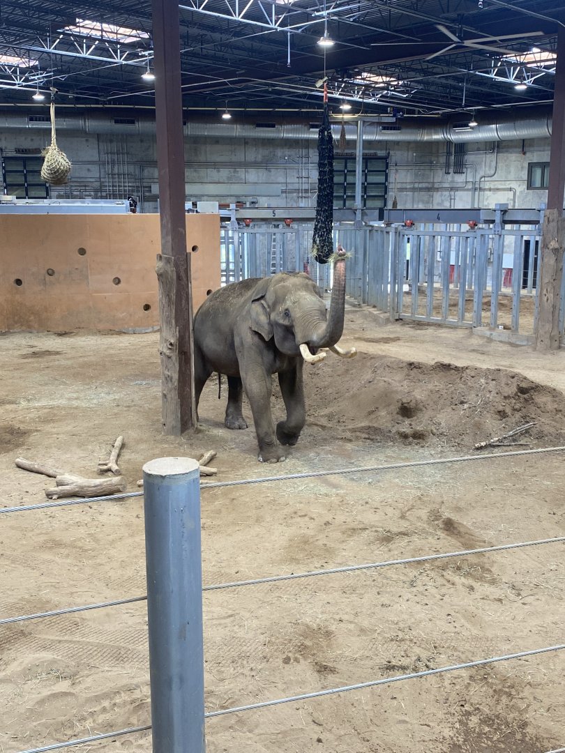 Sabu in the Elephant Trek Barn