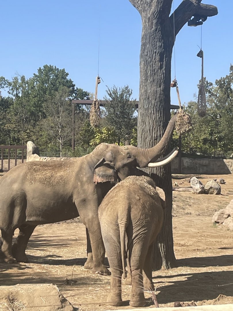 Sabu reaching for hay