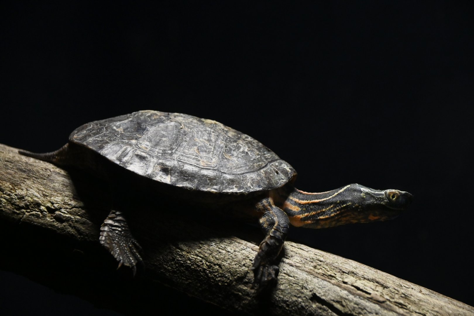 Sacalia quadriocelatta