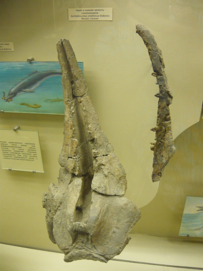 Sachalinocetus cholmicus skull and mandible