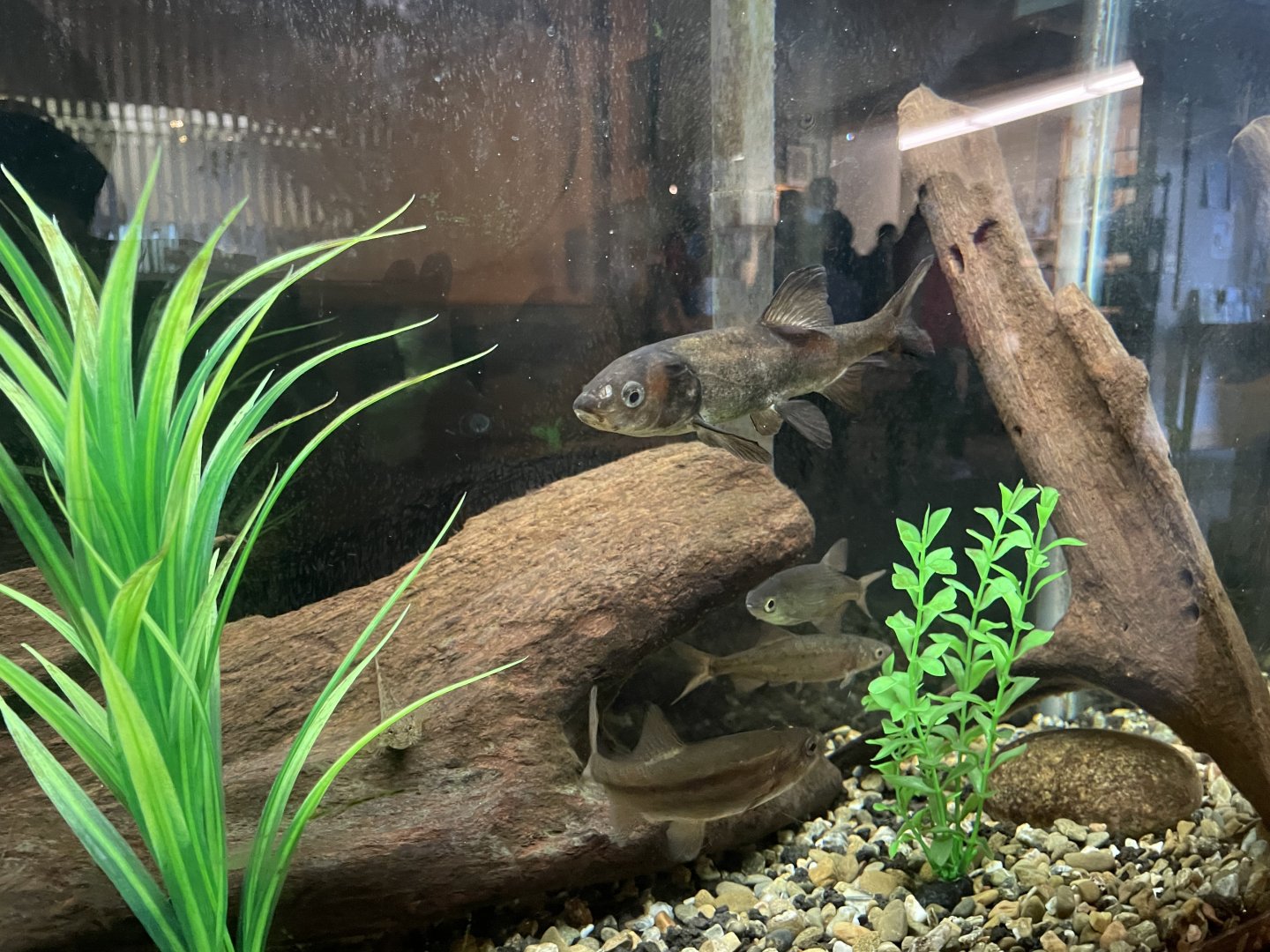 Sacramento blackfish and California roach