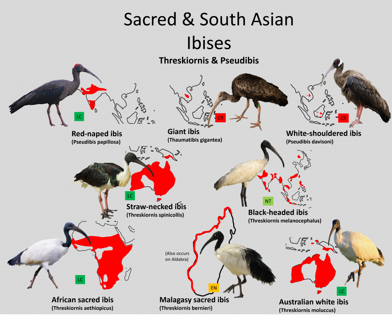 Sacred and South Asian ibis distribution maps