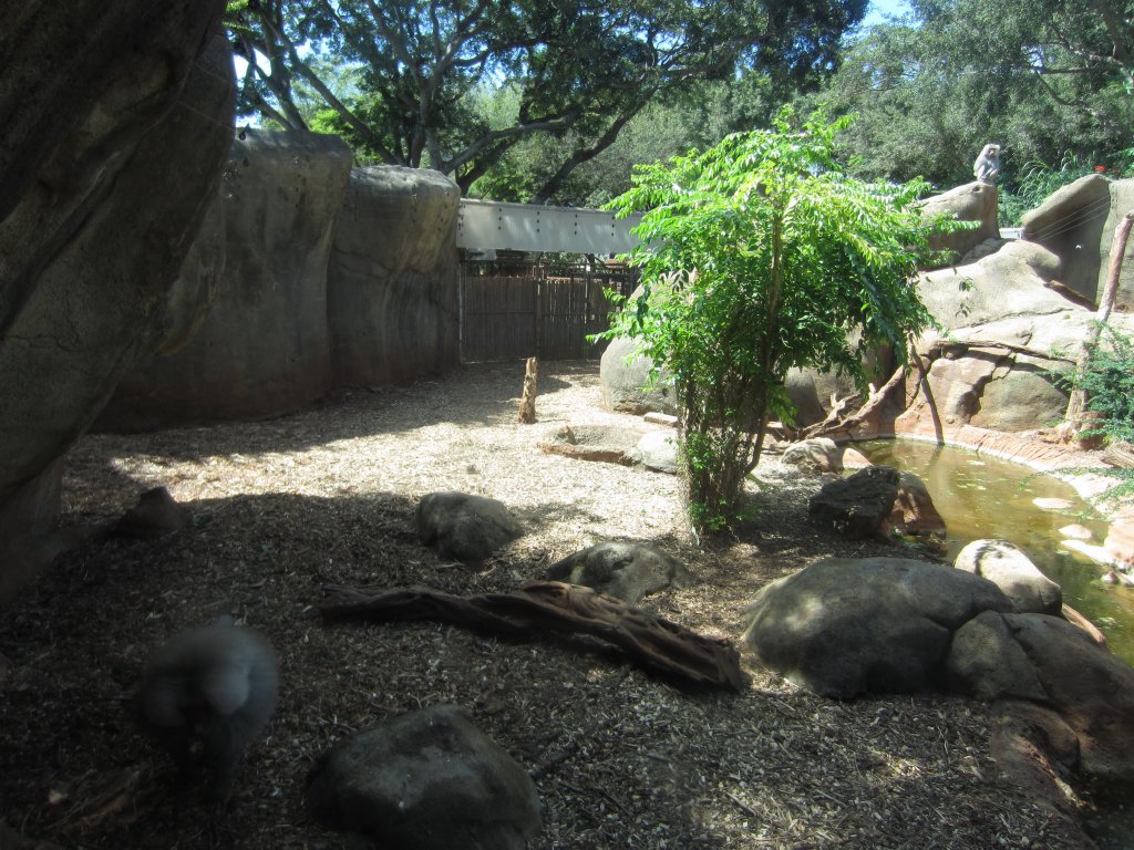 Sacred Baboon enclosure