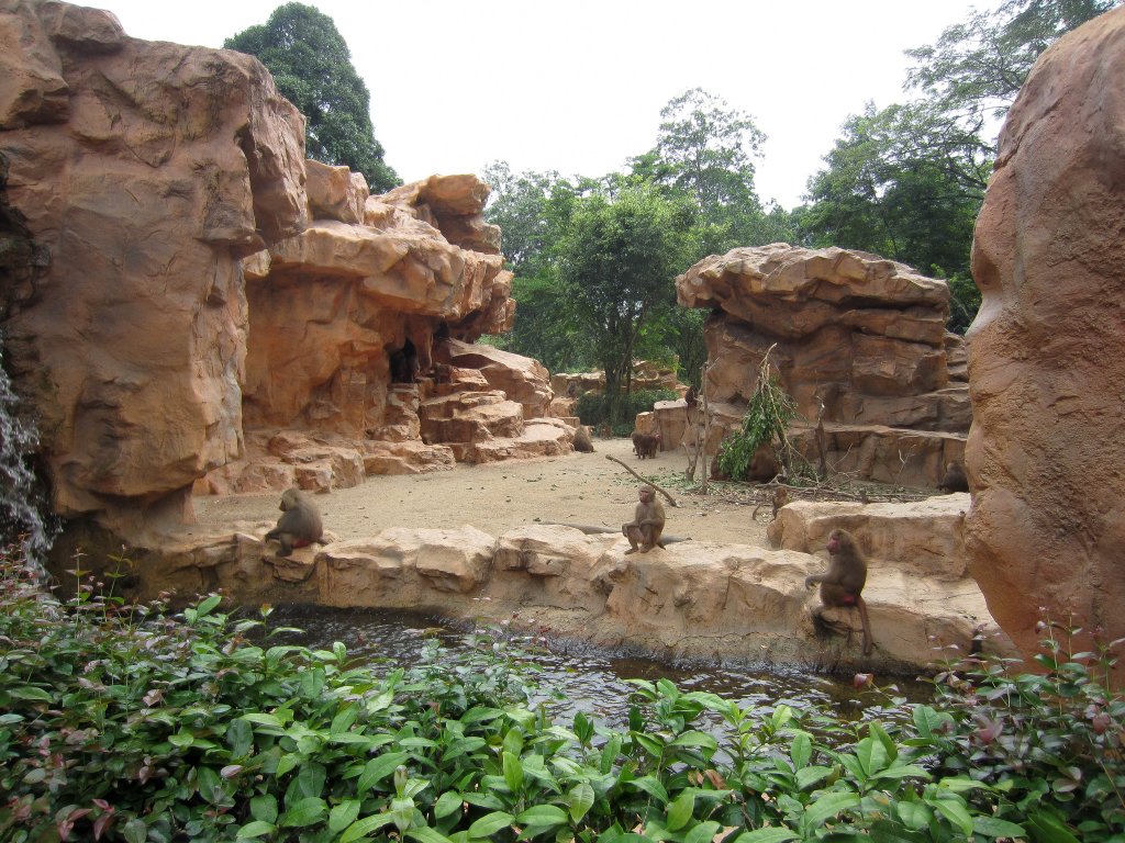 Sacred Baboon exhibit
